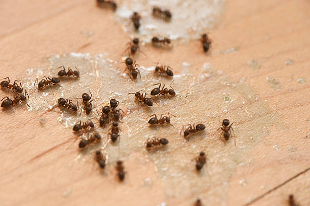 Best Bed Bug Extermination  in Navy Yard City, WA